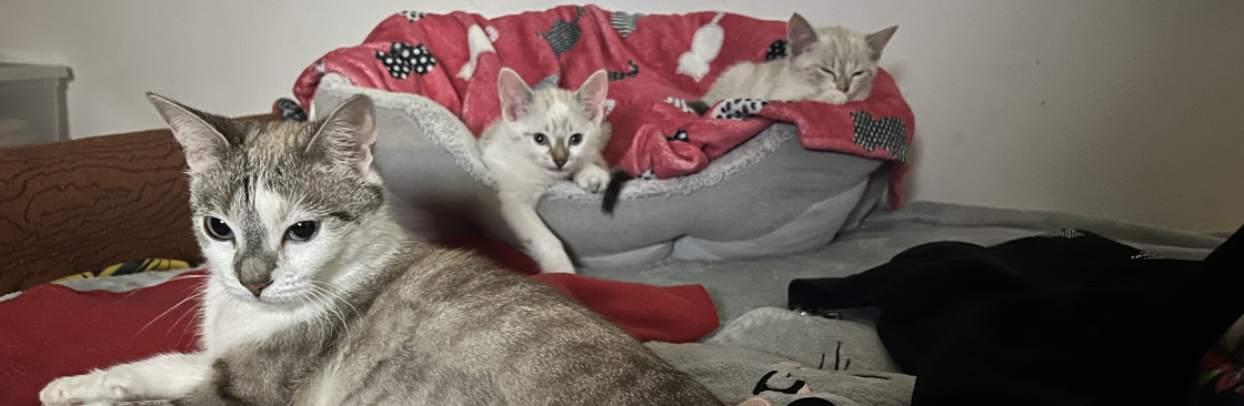 Changa i Gwiazdka Cover Image
