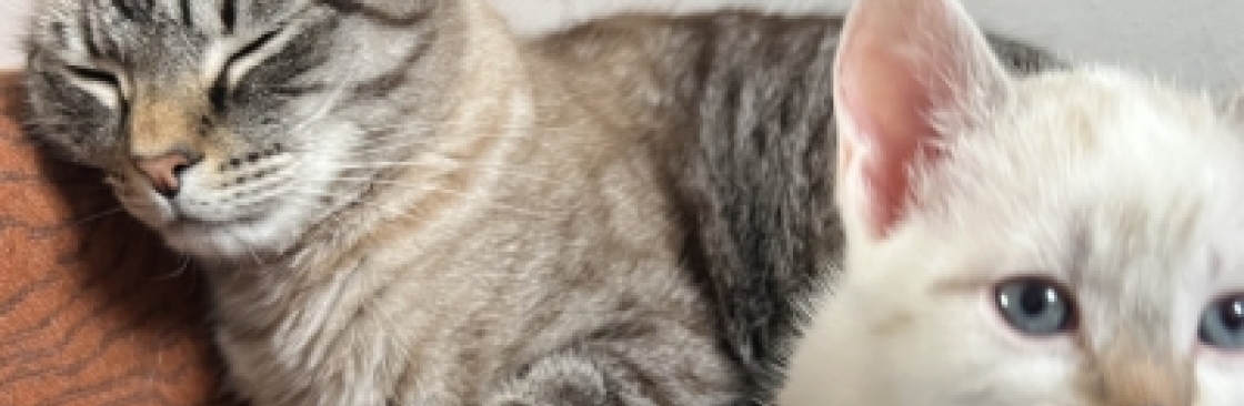 Patryk Krzyżewski Cover Image