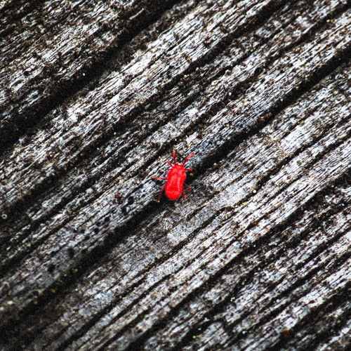 Stream Frénésie by Idylik | Listen online for free on SoundCloud